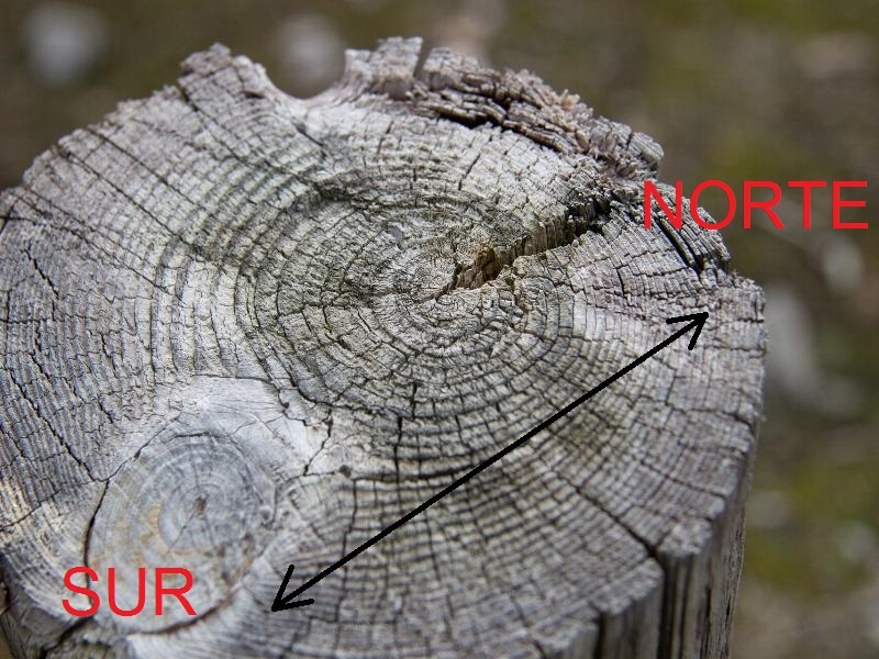 un tronco indica el norte y el sur